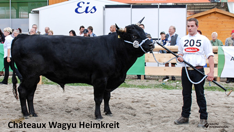 Photograph of bull being led at a show from Chateaux Wagyu